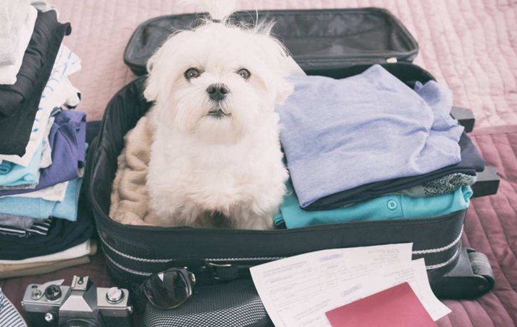 北京機(jī)場寵物進(jìn)口報(bào)關(guān)流程