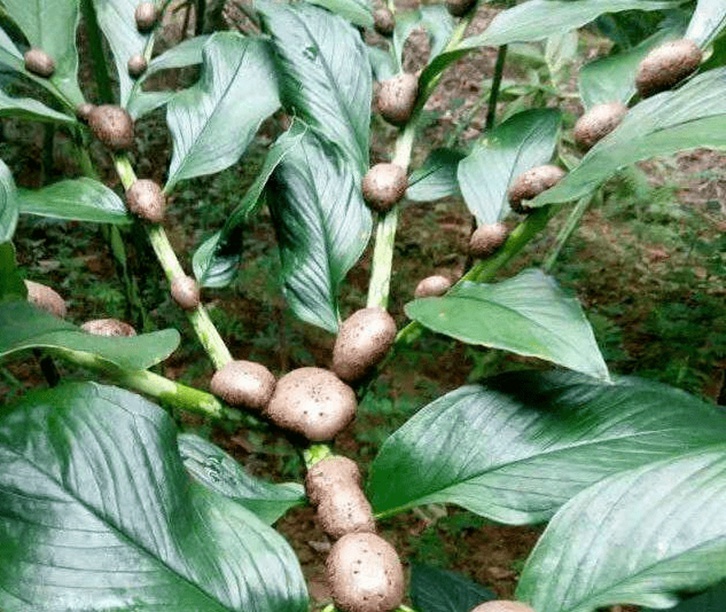 魔芋干進口清關(guān)資料