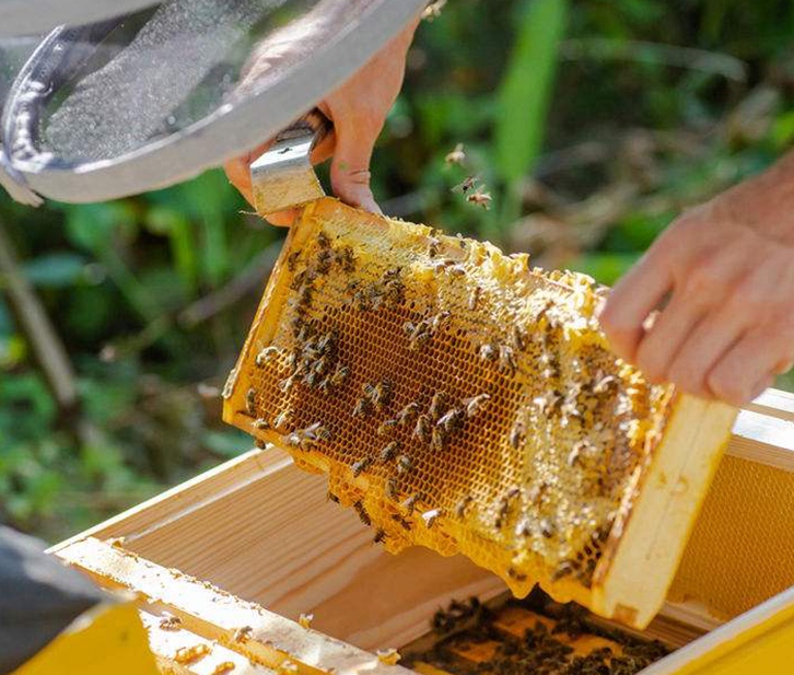 廣州進口蜂膠報關