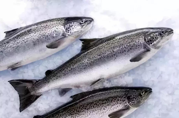 進口三文魚報關(guān)流程
