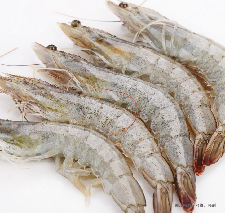 大連進口厄瓜多爾白蝦報關流程