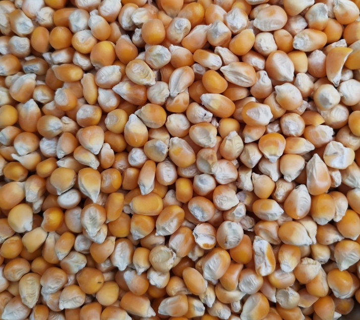 南非干玉米飼料進口報關