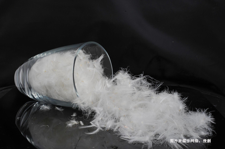 法國水洗羽絨羽毛進口報關(guān)資料