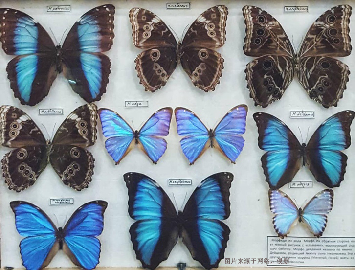 進(jìn)口蝴蝶標(biāo)本報(bào)關(guān)費(fèi)用