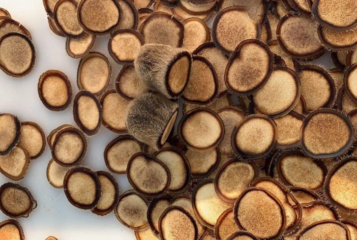 進口澳大利亞鹿茸報關資料