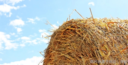 關(guān)于動物飼料進(jìn)口報關(guān)流程手續(xù)的這8點