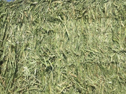 牧草進(jìn)口清關(guān)代理小知識，超詳細(xì)