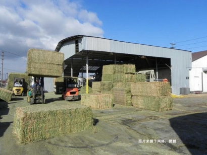 南非苜蓿草進(jìn)口報關(guān)費(fèi)用-節(jié)省50%飼料報關(guān)報檢費(fèi)用