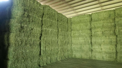 武漢進口西班牙苜蓿草報關資料6樣-飼料通關要點