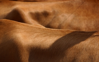 鹽干牛皮進口清關(guān)