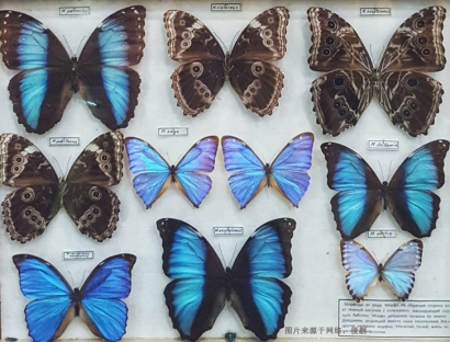 進口蝴蝶標本報關(guān)費用_昆蟲標本工藝品快速通關(guān)