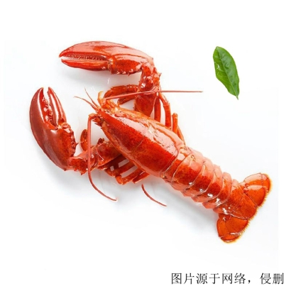 龍蝦進口怎么清關？加拿大龍蝦進口報關的流程單證