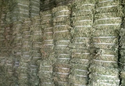 進(jìn)口蘇丹苜蓿草報(bào)關(guān)資料_飼料苜蓿草準(zhǔn)入進(jìn)口國家