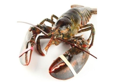 鮮活龍蝦進(jìn)口清關(guān)流程及龍蝦進(jìn)口報(bào)關(guān)資料