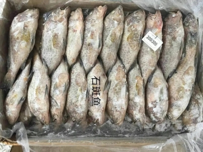 石斑魚(yú)機(jī)場(chǎng)進(jìn)口報(bào)關(guān)公司