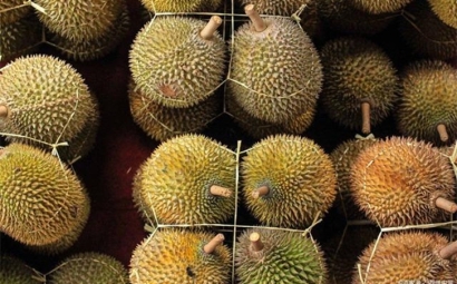 進口泰國榴蓮報關提前準備好這些資料，一點都不難