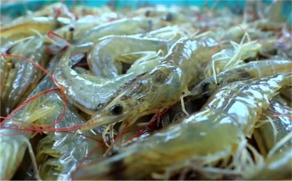 越南水產(chǎn)品進口報關(guān)一站式代理服務