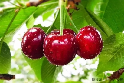 上海機(jī)場櫻桃怎么進(jìn)口報關(guān)清關(guān)?澳洲櫻桃報關(guān)流程