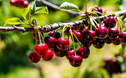 進口櫻桃報關申報流程是怎樣的？