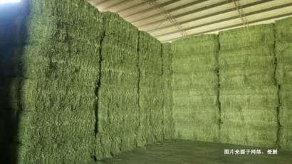 羅馬尼亞苜蓿草進(jìn)口報關(guān)資料這6樣-飼料進(jìn)口注意事項