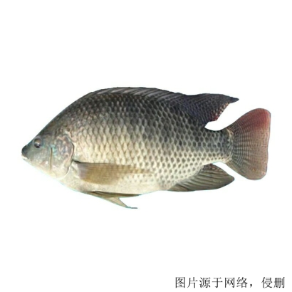 馬來西亞羅非魚進口清關(guān)流程怎么樣，流程詳解