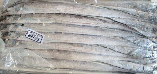 1582956106405855.jpg 巴基斯坦白帶魚(yú)/沙帶魚(yú)進(jìn)口清關(guān)