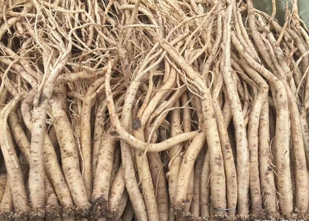 馬來西亞藥材進(jìn)口報關(guān)的流程手續(xù)很復(fù)雜么 馬來西亞藥材進(jìn)口報關(guān).jpg