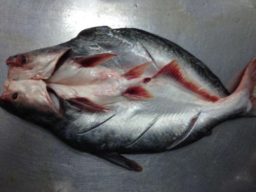 1571276681913034.jpg 越南巴沙魚進口報關