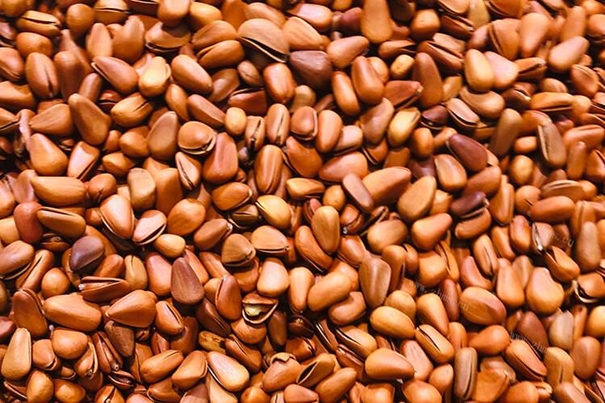 1638442810558980.jpg 進(jìn)口松子報(bào)關(guān)公司有經(jīng)驗(yàn)的松子報(bào)關(guān)代理_副本.jpg