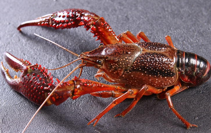 印尼鮮活龍蝦進(jìn)口清關(guān)流程 印尼鮮活龍蝦進(jìn)口清關(guān)流程